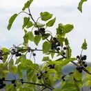 Rhamnus cathartica 5