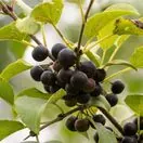Rhamnus cathartica 6