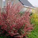 Ribes King Edward VII 2