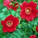 Rose 'Moyesii Geranium' 2