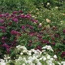 Rose 'Tuscany Superb' 3