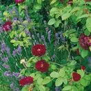 Rose 'Tuscany Superb' 5