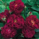Rose 'Tuscany Superb' 6