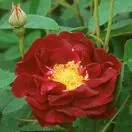 Rose 'Tuscany Superb' 7
