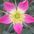 Rose Glauca 2