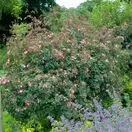 Rose Glauca 3