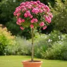 Rose You're Beautiful Standard Rose Tree