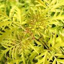 Sambucus nigra Aurea