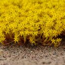 Sedum acre Aureum 4