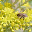Sedum acre Aureum 5