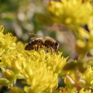 Sedum acre Aureum 6
