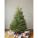 Slim Nordmann Fir 3-Nov-25