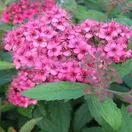 Spiraea Anthony Waterer 1