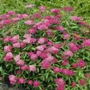 Spiraea Anthony Waterer 3