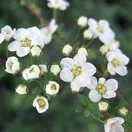 Spiraea Arguta 1