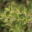 Spiraea Arguta 2