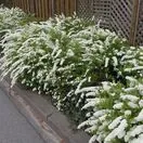 Spiraea Arguta 3