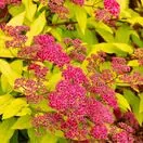 Spiraea Goldflame 1