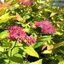 Spiraea Goldflame 3