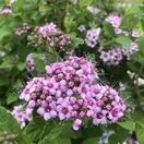 Spiraea Little Princess 1
