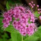 Spiraea Little Princess 2