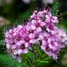Spiraea Little Princess 4