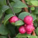 Symphoricarpos Hancock 1