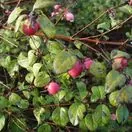 Symphoricarpos Hancock 2