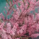 Tamarix Tetrandra 1
