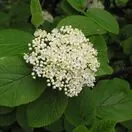 Viburnum Lantana 1