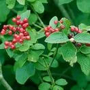 Viburnum Lantana 2