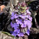 Ajuga Black Scallop 1