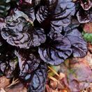 Ajuga Black Scallop 2