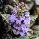 Ajuga Black Scallop 3