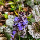Ajuga Black Scallop 4