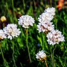 Armeria maritima Alba 7