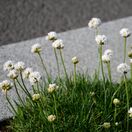 Armeria maritima Alba 2