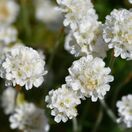 Armeria maritima Alba 3