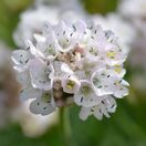 Armeria maritima Alba 4