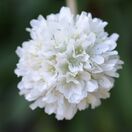 Armeria maritima Alba 5