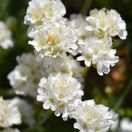 Armeria maritima Alba 6