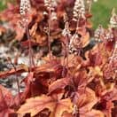 Heuchera Marmalade 1