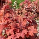 Heuchera Marmalade 2