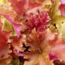 Heuchera Marmalade 4