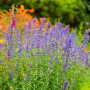 Nepeta Six Hills Giant 2