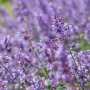 Nepeta Six Hills Giant 3