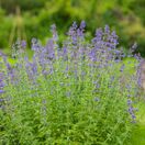 Nepeta Six Hills Giant 4