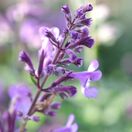 Nepeta Six Hills Giant 1