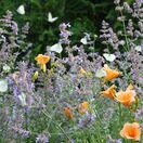Nepeta Six Hills Giant 6