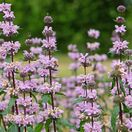 Phlomoides tuberosa Amazone 3